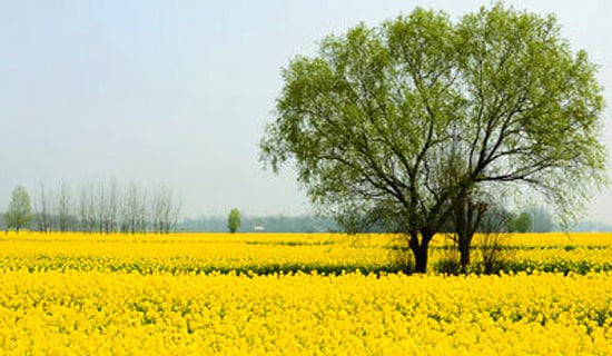 春游親子活動(dòng)方案范文(精選5篇)